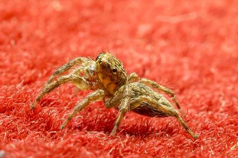 A closeup shot of a spider on a red background Stock Photos
