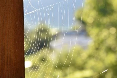 Closeup shot of a spider web on a blurred background Foto stock