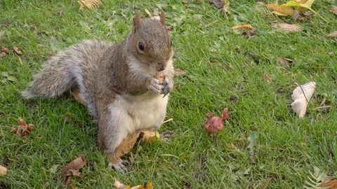 Closeup shot of a standing squirrel facing the camera, eating some food. Stock Footage 99936585