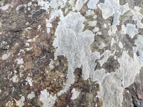 Closeup shot of the stone surface with gray traces on it in a daytime 스톡 사진