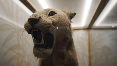 Closeup shot of a stuffed lion figure displayed in Wollaton Hall Museum, UK Vidéo 247584514