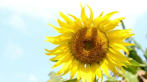 Closeup shot of sunflower field under a morning sun light in spring or summer. Vídeos de archivo 336584228