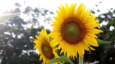 Closeup shot of sunflower field under a morning sun light in spring or summer. Video stock 336584667
