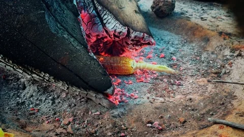 Closeup Shot of Sweet Corn Roasting as Hath Pakha Fans Glowing Wood Fire Embers Stock Footage 340857999