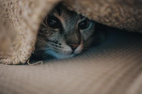 Closeup shot of a tabby cat's grumpy face peeking out from under the blanket 스톡 사진
