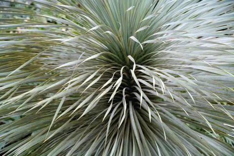 Closeup shot of a tall sharp grass bush Stock Photos
