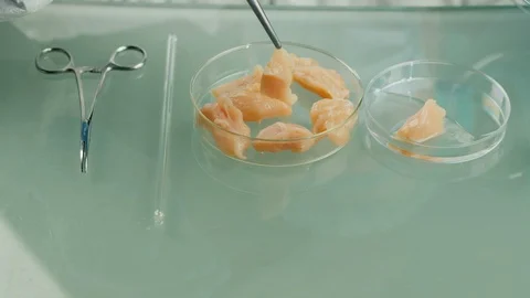 Closeup shot: technician checks the quality of the chicken meat in the lab. Food Stock Footage 125554331