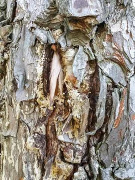 Closeup shot of texture of pinus roxburghii tree in jungle of Himachal Pradesh Stock Photos