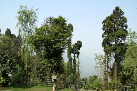 Closeup shot of thick and thin trees at the border between land and sky Stock Photos