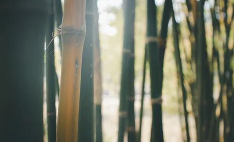 Closeup shot of thin tree trunks and bamboo stalks . Stock Photos