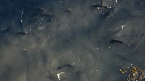 Closeup shot of thousands of grey mullet fish in Douro River, Porto, Portugal. Stock Footage 105012715