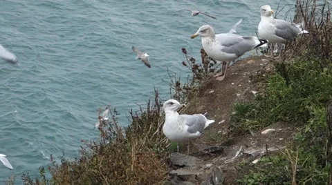 Closeup shot of three seagulls sitting on the edge, moving their heads around Stock Footage 43154703