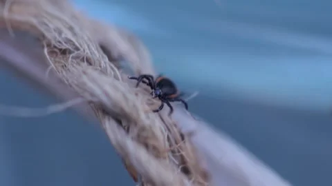 A closeup shot of a tick searching of its prey Stock Footage 221235992