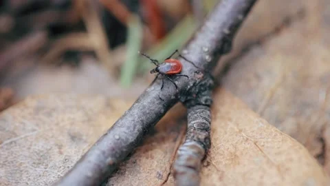 A closeup shot of a tick searching of its prey Stock Footage 221236107