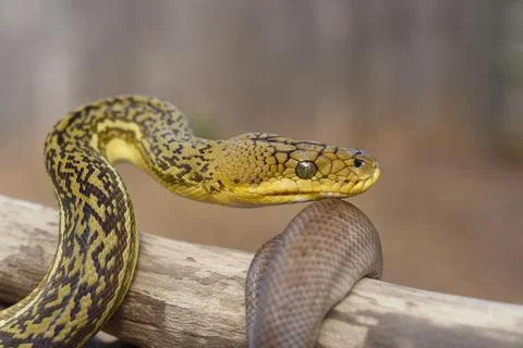 Closeup shot of a Timor Python (Malayopython timoriensis) crawling on a tree Foto stock