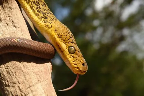 Closeup shot of a Timor Python (Malayopython timoriensis) crawling on a tree 스톡 사진