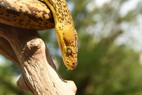 Closeup shot of a Timor Python (Malayopython timoriensis) crawling on a tree Foto stock