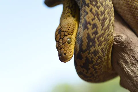 Closeup shot of a Timor Python (Malayopython timoriensis) crawling on a tree Foto stock