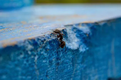 Closeup shot of a tiny ant climbing the blue wall on the blurred background 스톡 사진