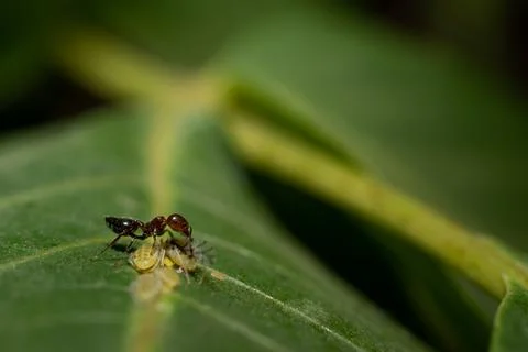Closeup shot of a tiny ant on a green leaf texture Stock Photos