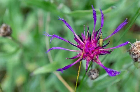 A closeup shot of a tiny bug on a purple Beebalms flower Stock Photos