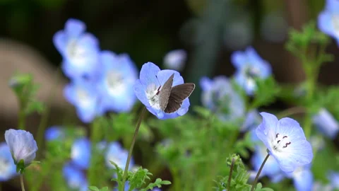 Closeup shot of a tiny butterfly feeding on Nemophila flower in the garden. 4K Stock Footage 218997213
