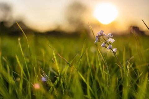 A closeup shot of a tiny flower growing in fresh green grass with a blurred b 写真素材