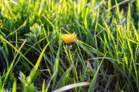 A closeup shot of a tiny flower growing in fresh green grass with a blurred b 写真素材