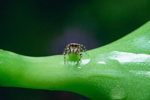Closeup shot of a tiny jumping spider on a wet fresh plant foliage Stock Photos