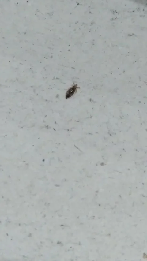Closeup shot of a tiny louse or similar parasitic insect crawling Vidéo 321781679