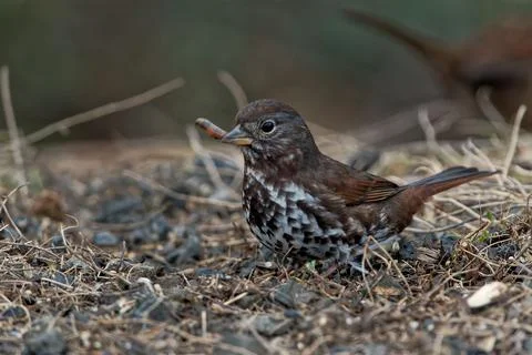 Closeup shot of a tiny passerine bird surrounded by seeds and small branches 스톡 사진