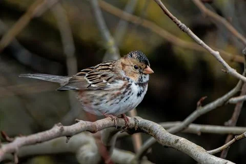 Closeup shot of a tiny passerine bird on a small branch of a tree Stock Photos