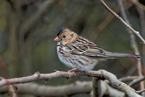 Closeup shot of a tiny passerine bird on a small branch of a tree Stock Photos