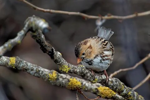 Closeup shot of a tiny passerine bird on a small branch of a tree Stock Photos