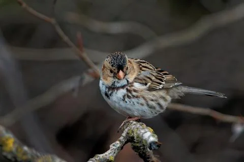 Closeup shot of a tiny passerine bird on a small branch of a tree Stock Photos