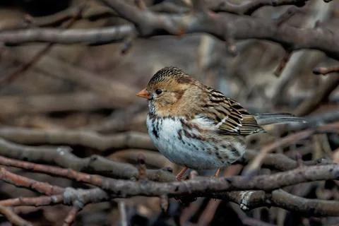 Closeup shot of a tiny passerine bird on a small branch of a tree 스톡 사진