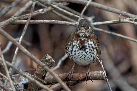 Closeup shot of a tiny passerine bird on a small branch of a tree Stock Photos