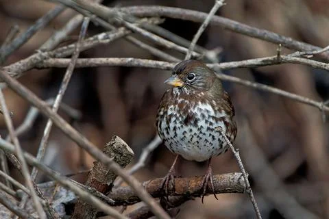 Closeup shot of a tiny passerine bird on a small branch of a tree 스톡 사진