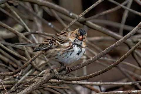 Closeup shot of a tiny passerine bird on a small branch of a tree Stock Photos