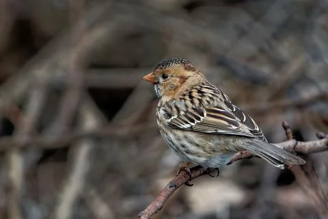Closeup shot of a tiny passerine bird on a small branch of a tree Stock Photos