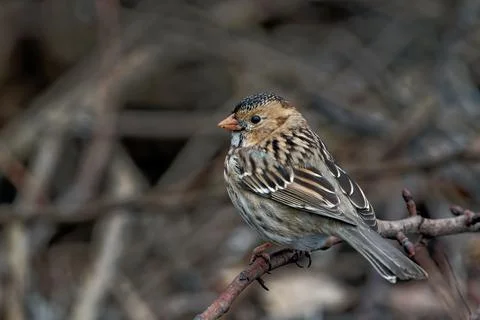 Closeup shot of a tiny passerine bird on a small branch of a tree Stock Photos