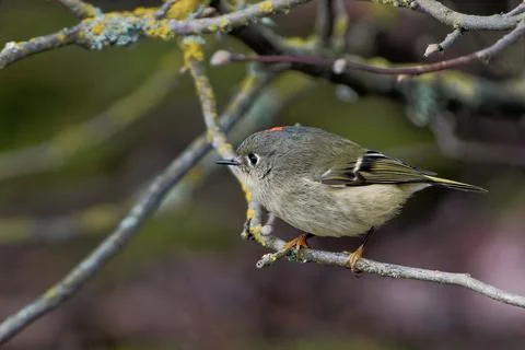 Closeup shot of a tiny Ruby-crowned Kinglet bird on a small branch of a tree Stock Photos