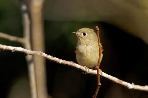 Closeup shot of a tiny Ruby-crowned Kinglet bird on a small branch of a tree Stock Photos