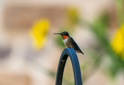 A closeup shot of a tiny ruby throated hummingbird sitting on a curved metal  Foto stock