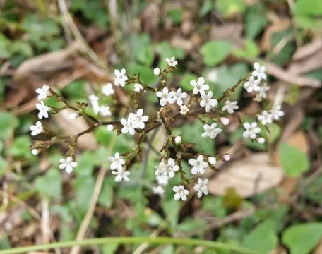 Closeup shot of tiny white color flowers in the jungle of Himachal Pradesh Stock Photos