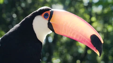 Closeup Shot of Toco Toucan Bird in Natural Setting Near Iguazu Falls, Brazil Stock Footage 201881002