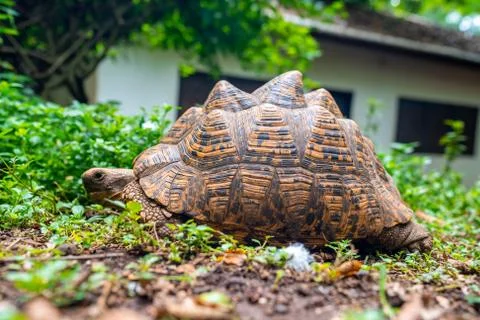 A closeup shot of a tortoise with orange patterns on its shell walking on dry Stock Photos