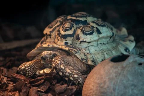 Closeup shot of a tortoise with a patterned shell Stock Photos