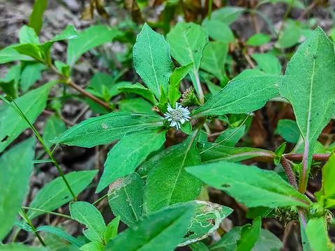Closeup Shot Of Trailing eclipta Ayurvedic Medicine Plant Stock Photos