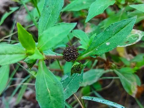 Closeup Shot Of Trailing eclipta Ayurvedic Medicine Plant Stock Photos